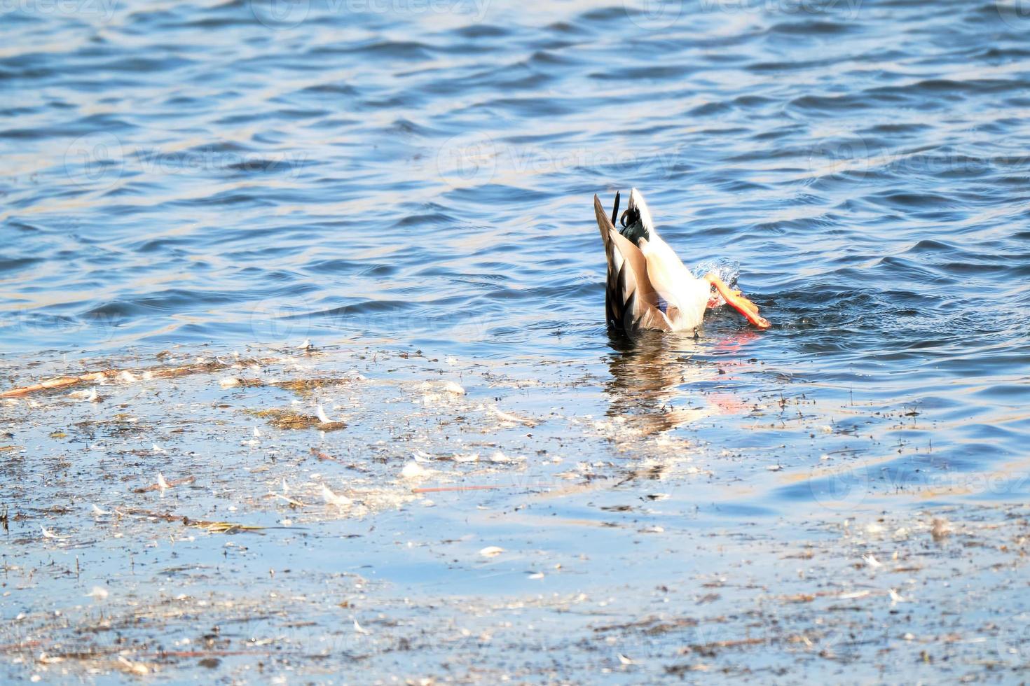 A duck bobs for food on a sunny fall afternoon photo