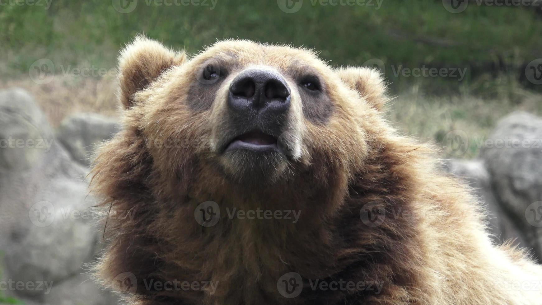 Kamchatka marrón oso ursus arctos beringiano foto