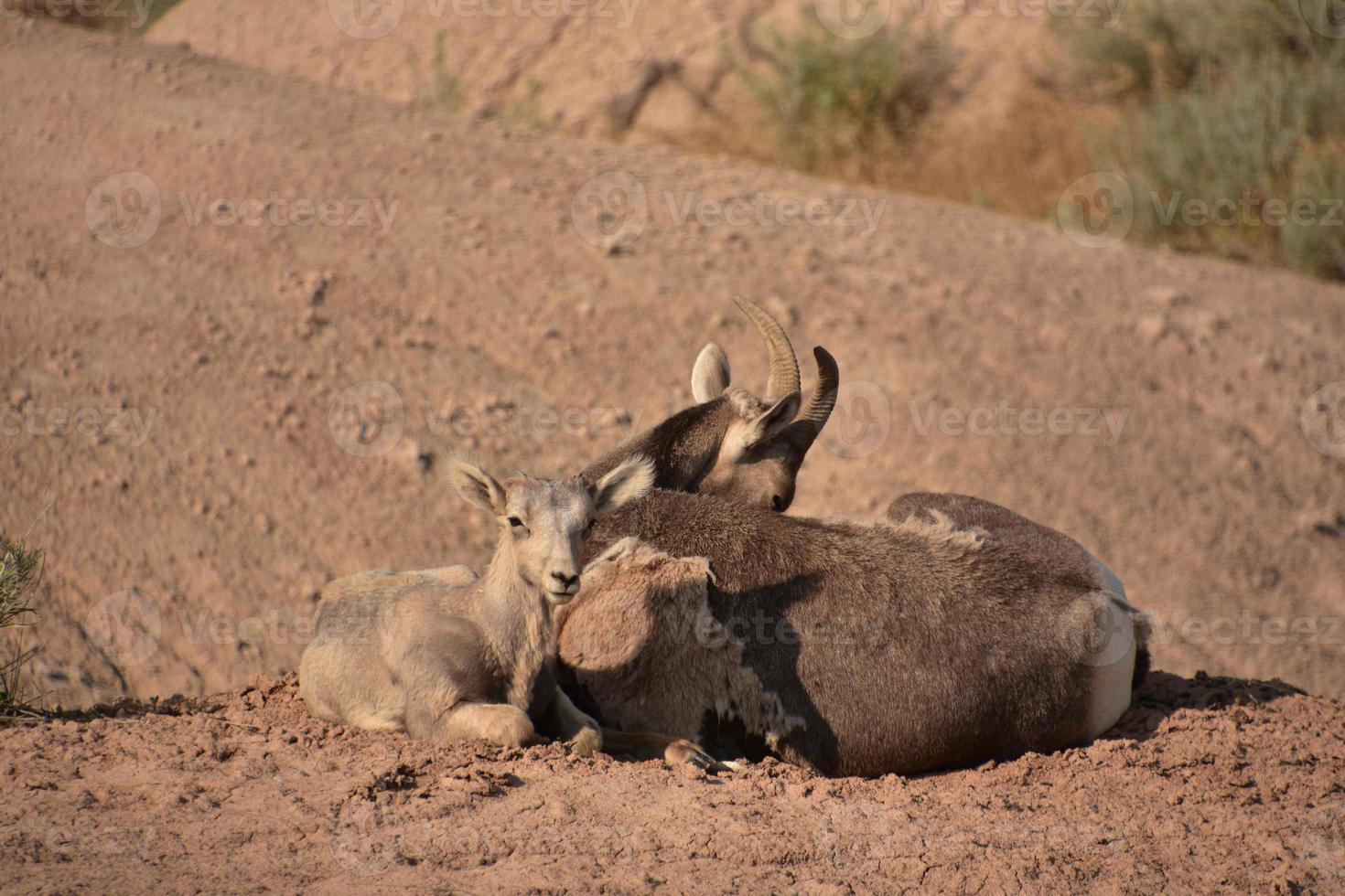 Resting Pair of Bighorn Sheep in the Badlands photo