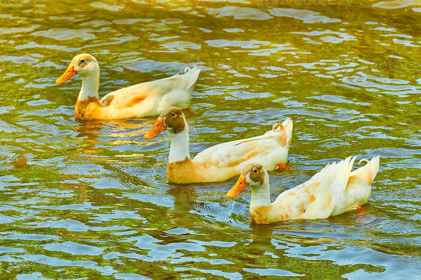 Tres patos nadando en un Georgia estanque en el Mañana horas foto