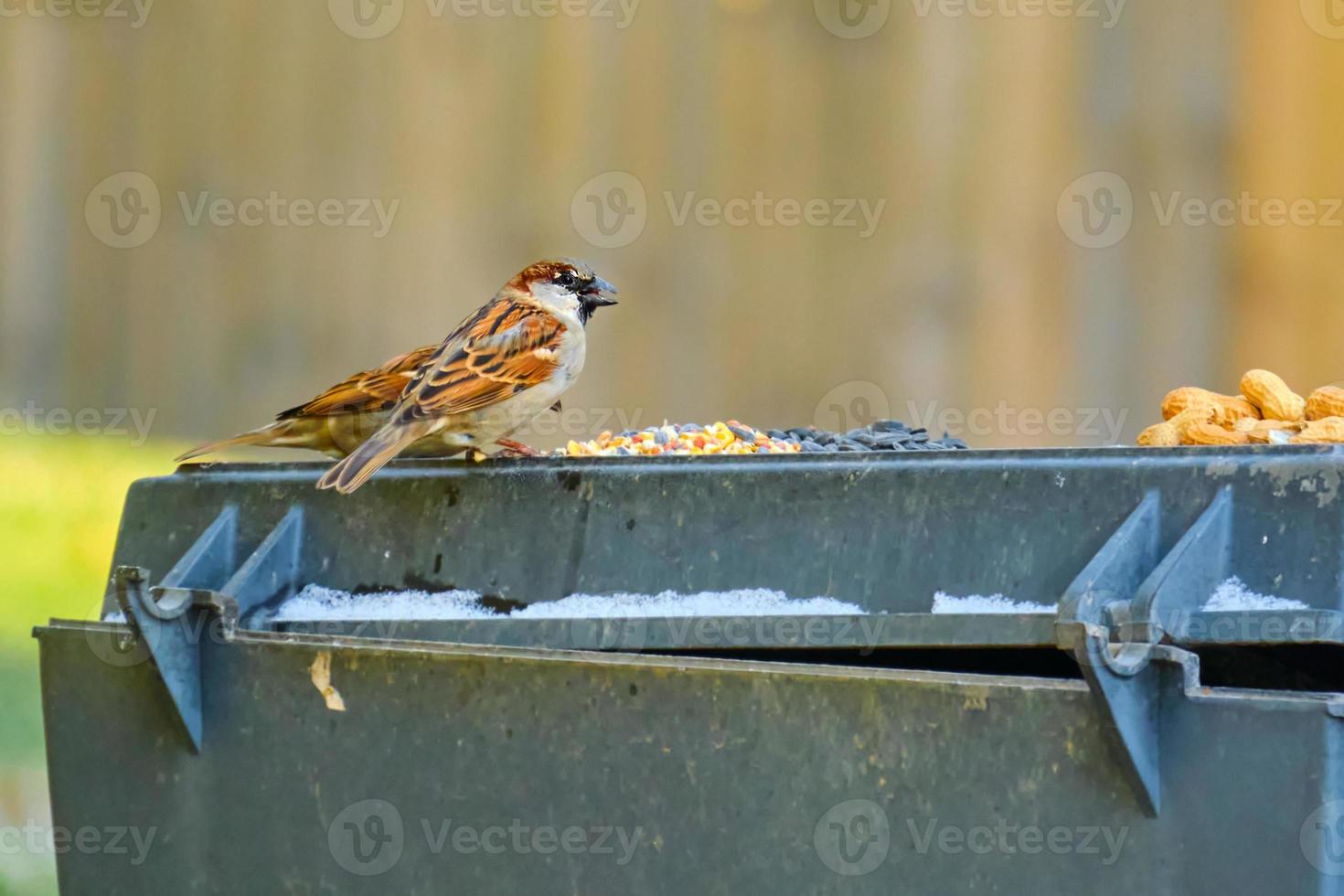 House sparrows takes advantage of a free food source in winter photo