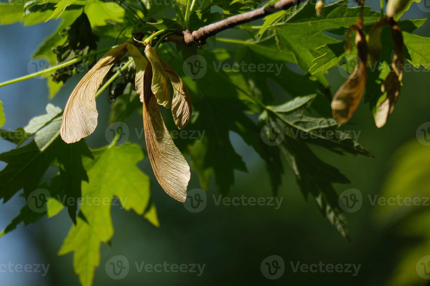 Ohio arce árbol plántulas en Mañana primavera luz de sol foto