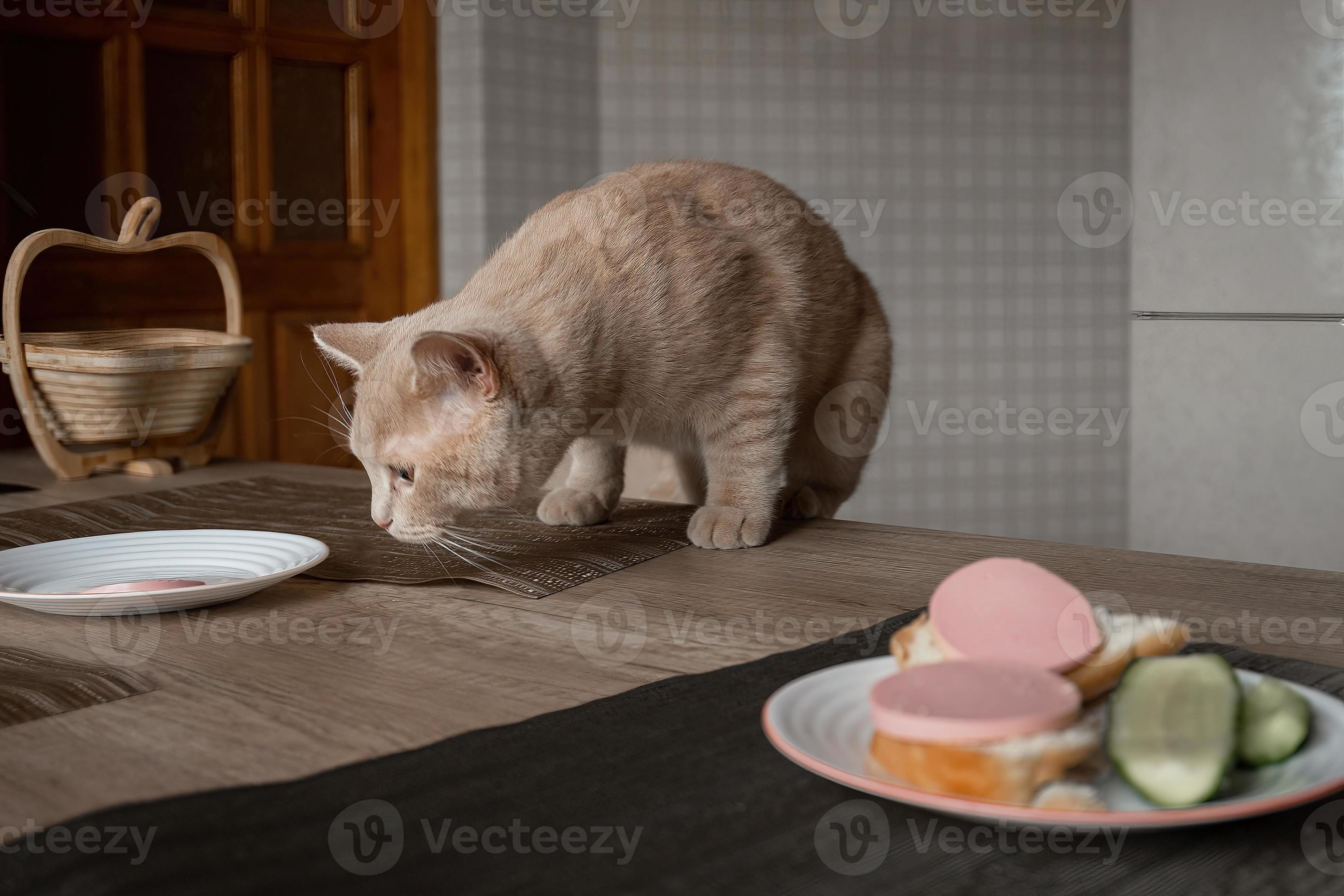 beautiful arrogant red domestic cat steals food from the table in the