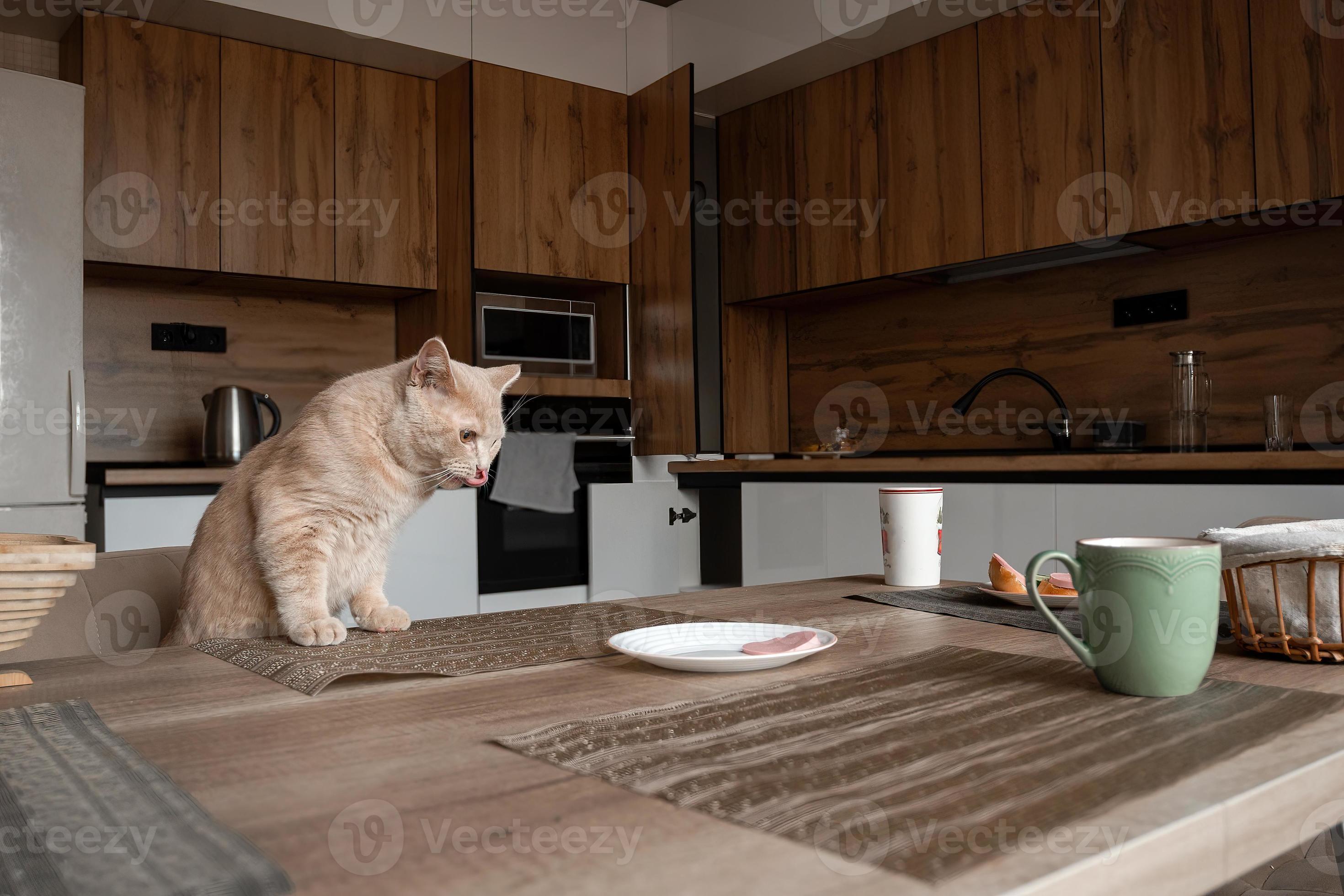 beautiful arrogant red domestic cat steals food from the table in the