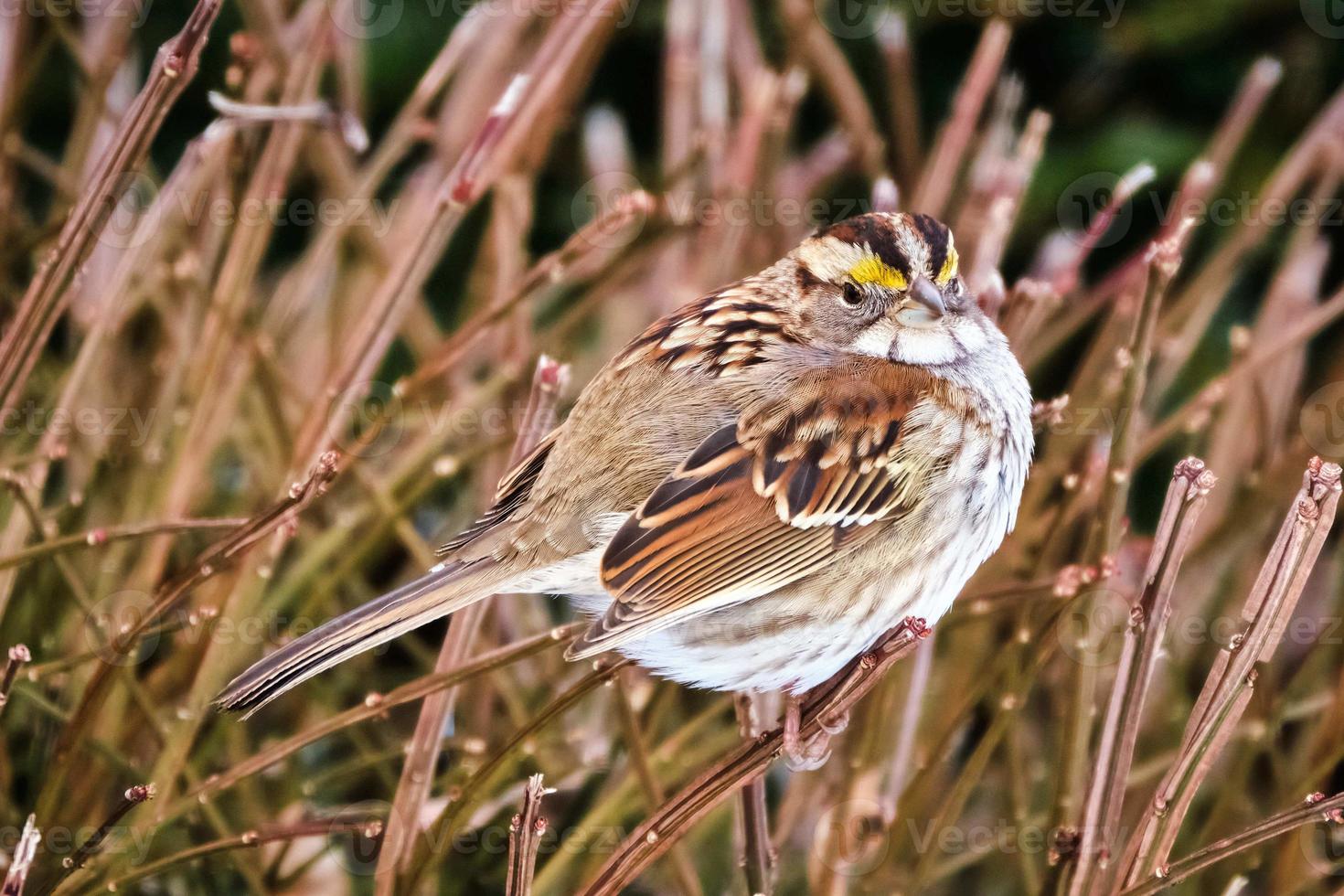 White throated sparrow perched on bare twig in winter photo