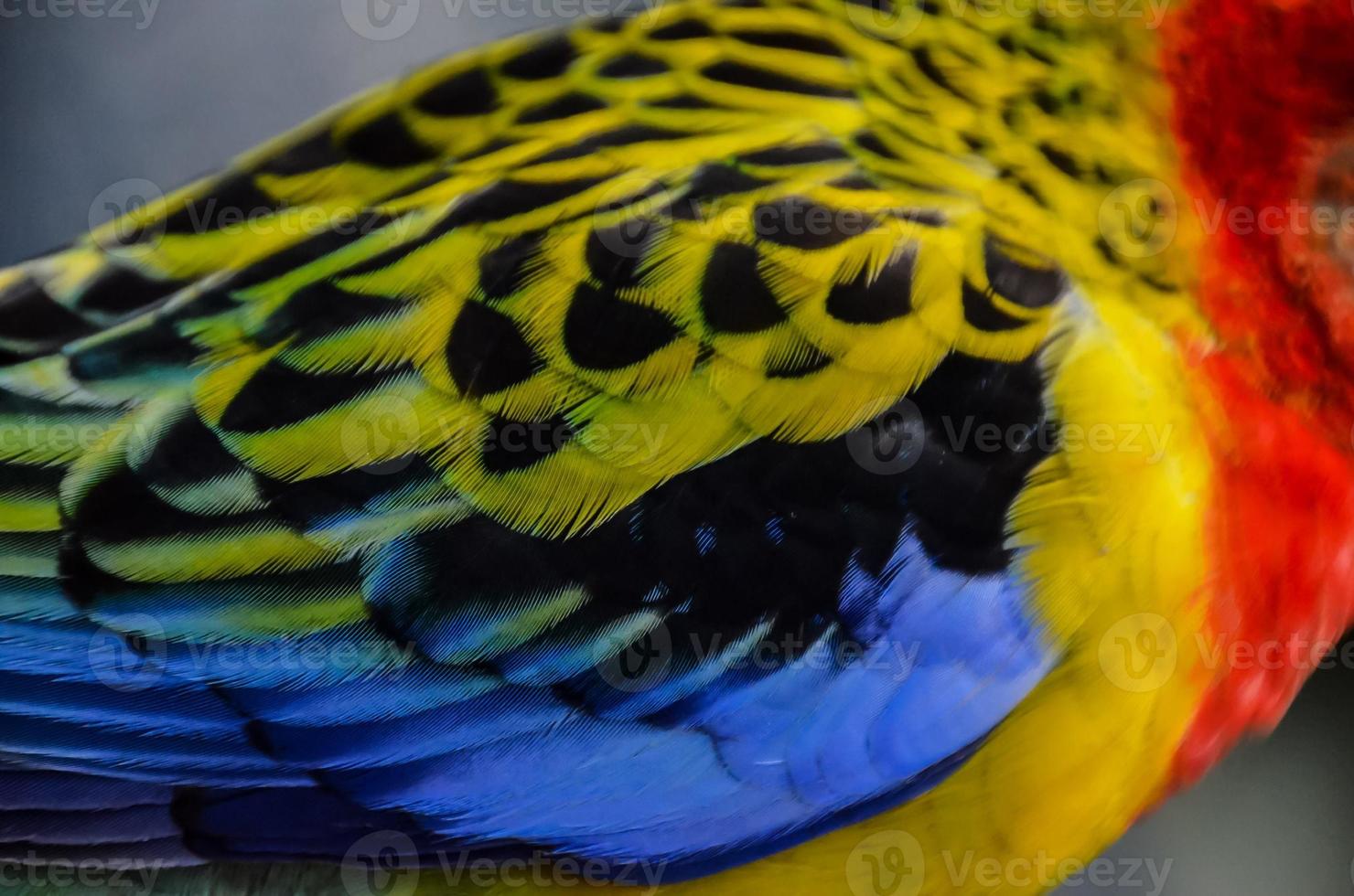 Beautiful bird close-up photo