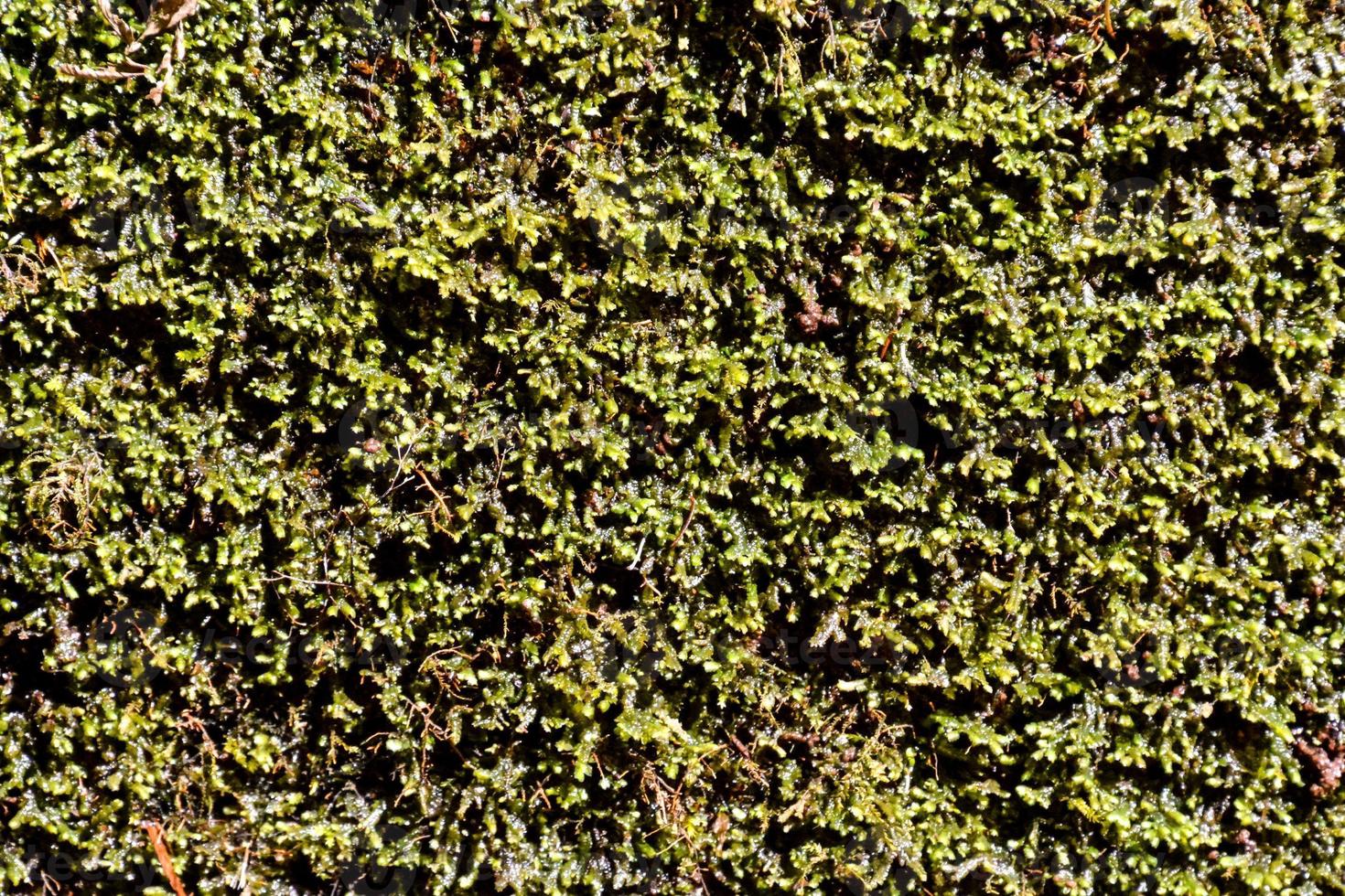 Vine covered wall photo