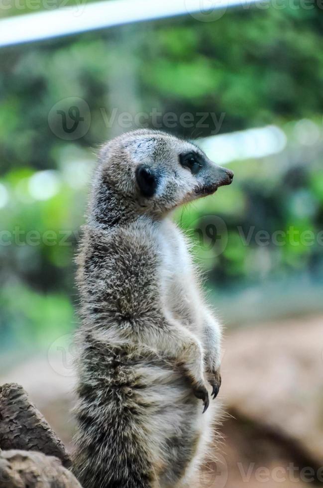 Meerkat at the zoo photo