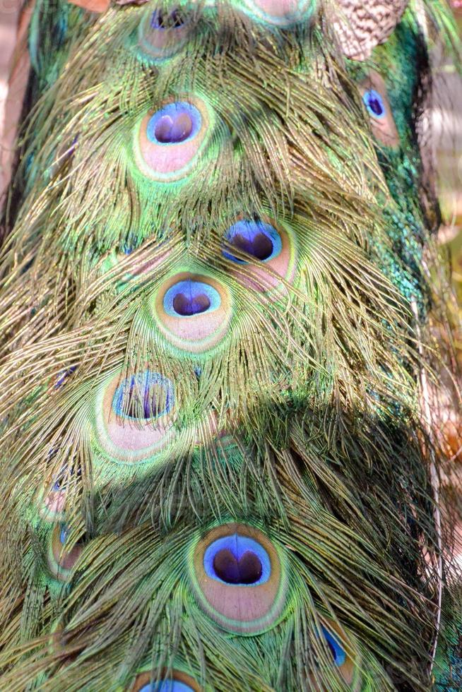 Colorful peacock feathers photo