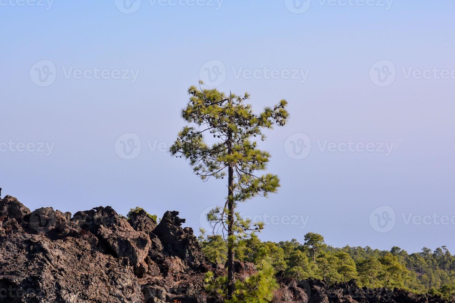 árbol en el rocoso paisaje foto