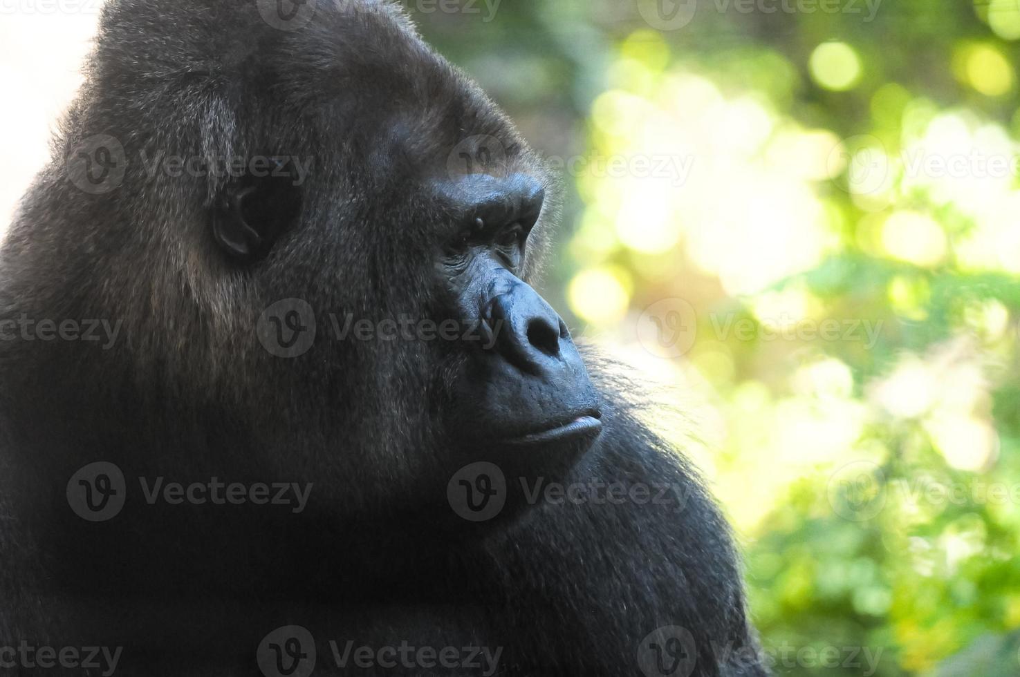 gorila a el zoo foto