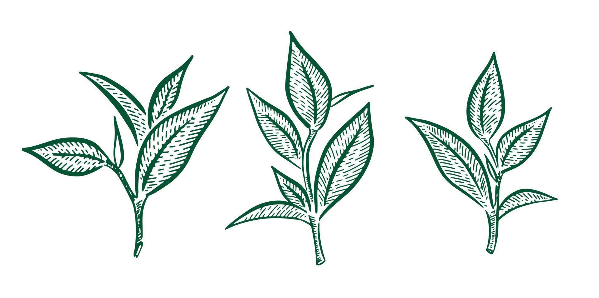 hojas de té verde. dibujado a mano, vectorial. vector