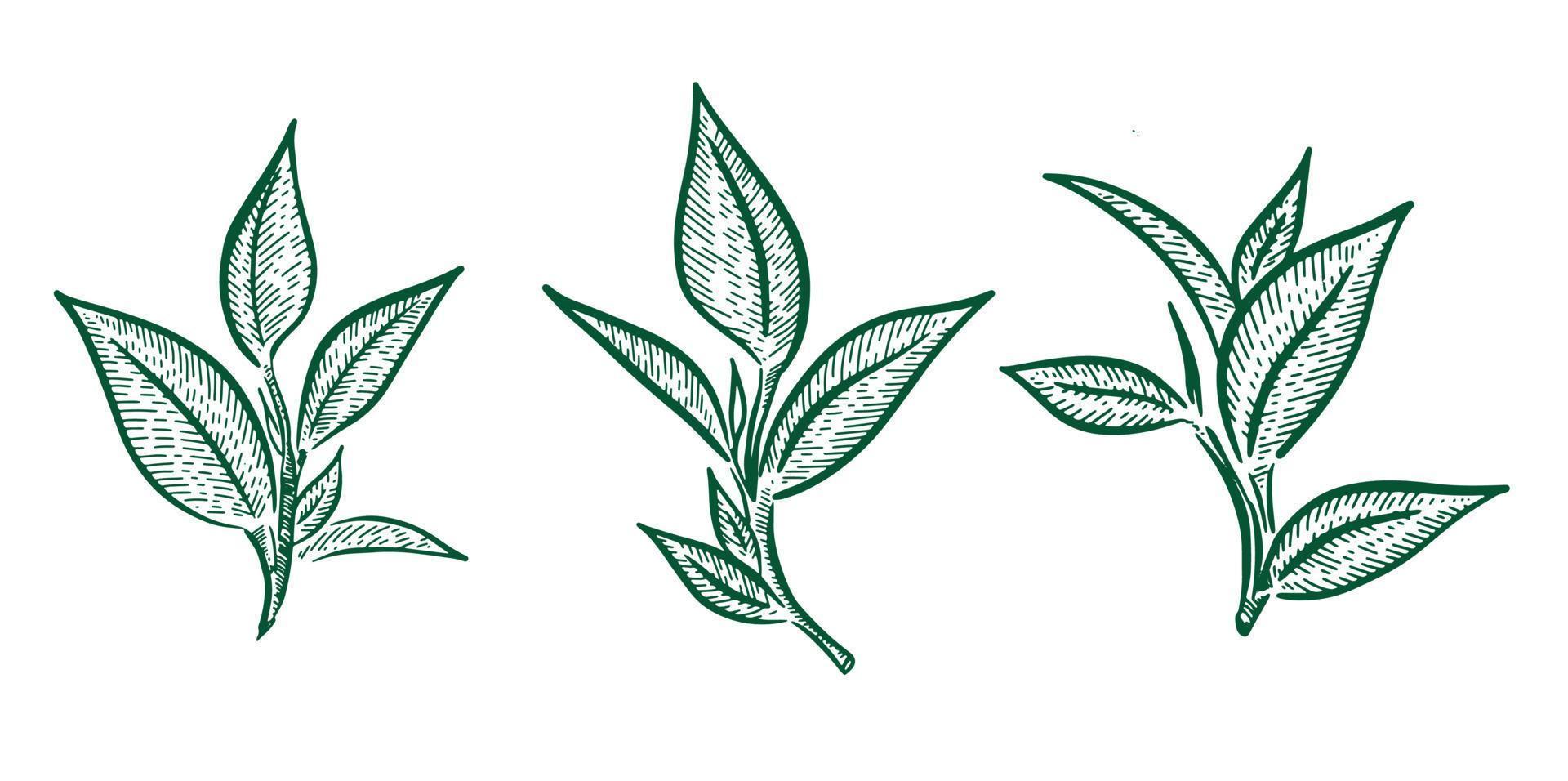 hojas de té verde. dibujado a mano, vectorial. vector