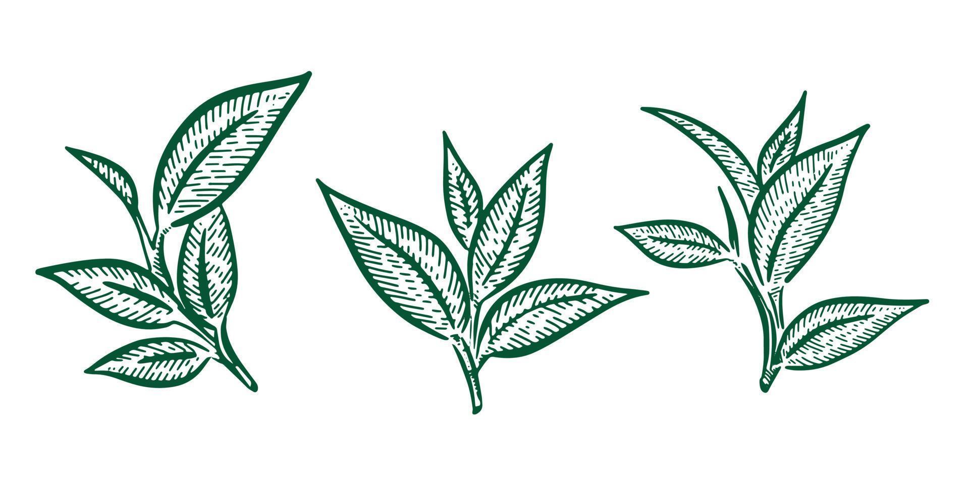 hojas de té verde. dibujado a mano, vectorial. vector