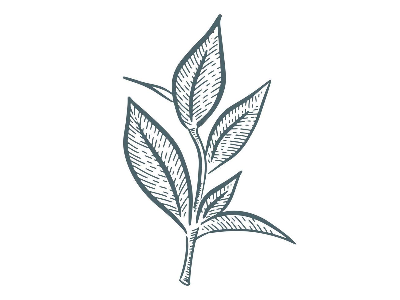 Green tea leaves. Hand drawn, vector. vector