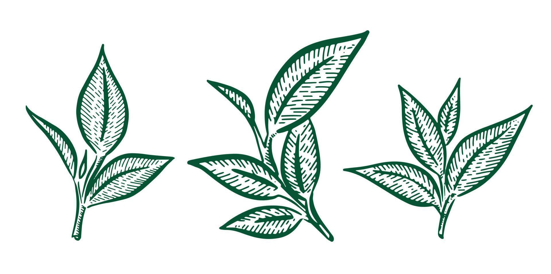 Green tea leaves. Hand drawn, vector. vector