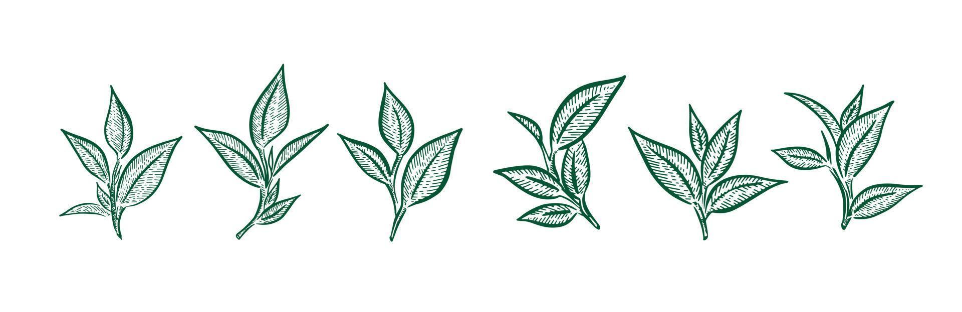 Green tea leaves. Hand drawn, vector. vector