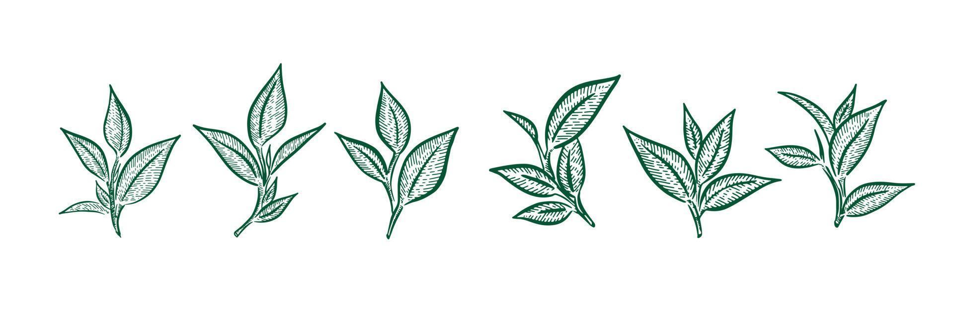 hojas de té verde. dibujado a mano, vectorial. vector