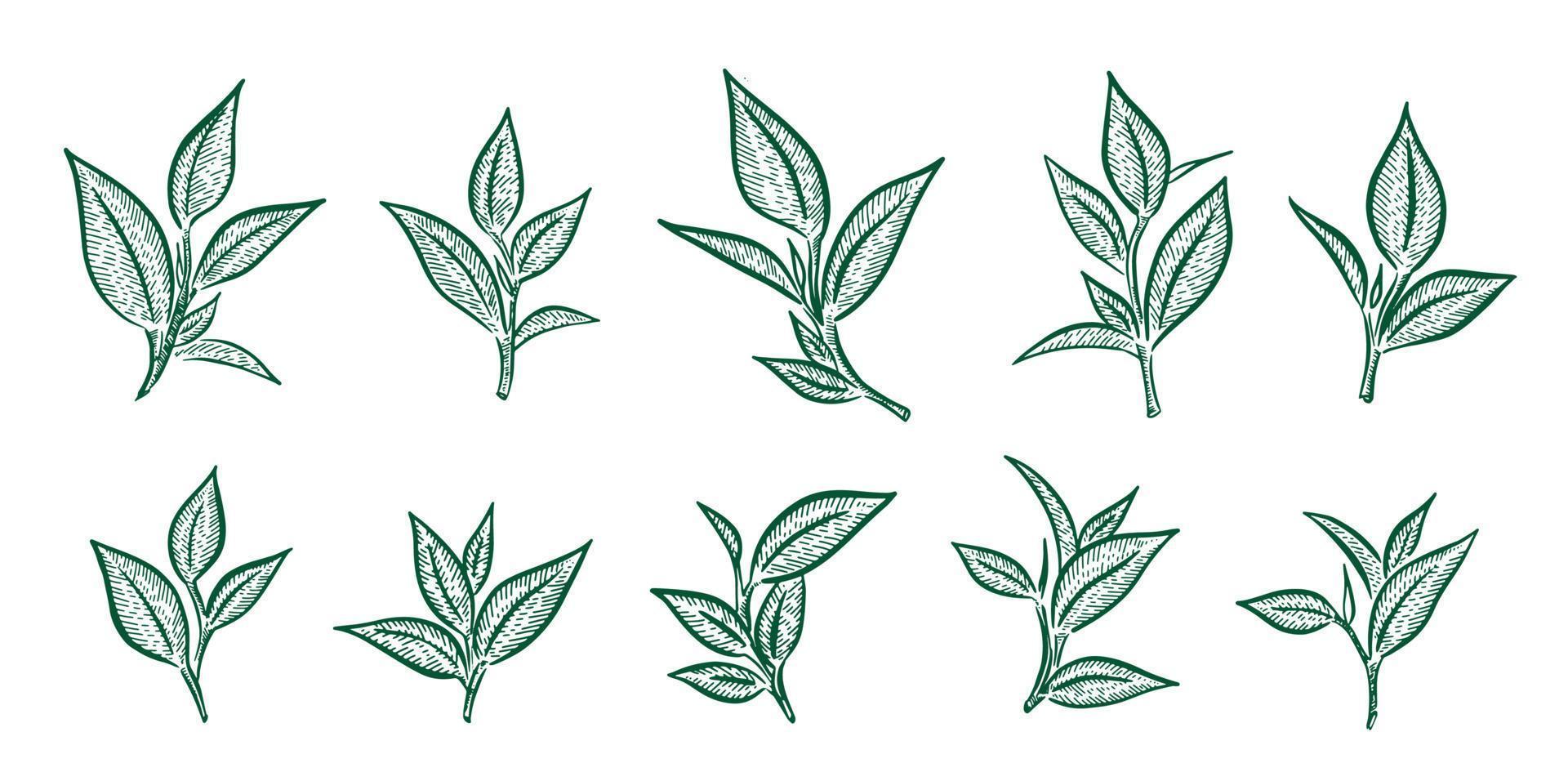 hojas de té verde. dibujado a mano, vectorial. vector