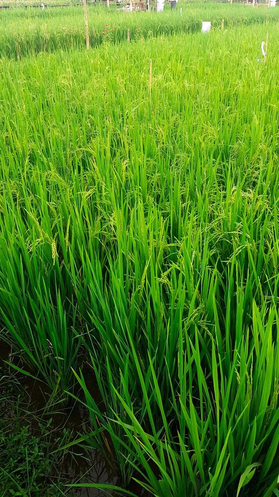 view of green rice fields photo