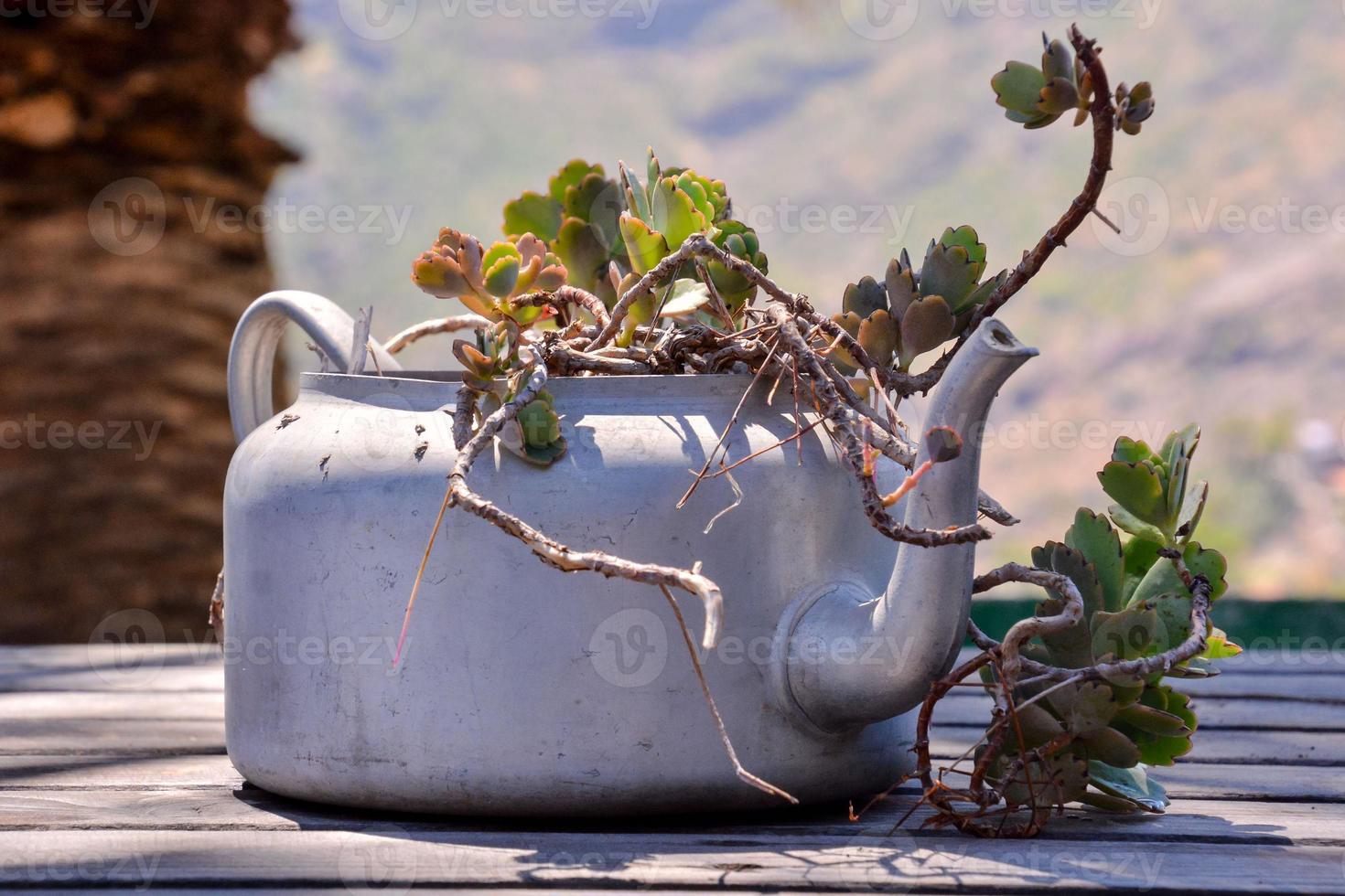 Planter for flora photo