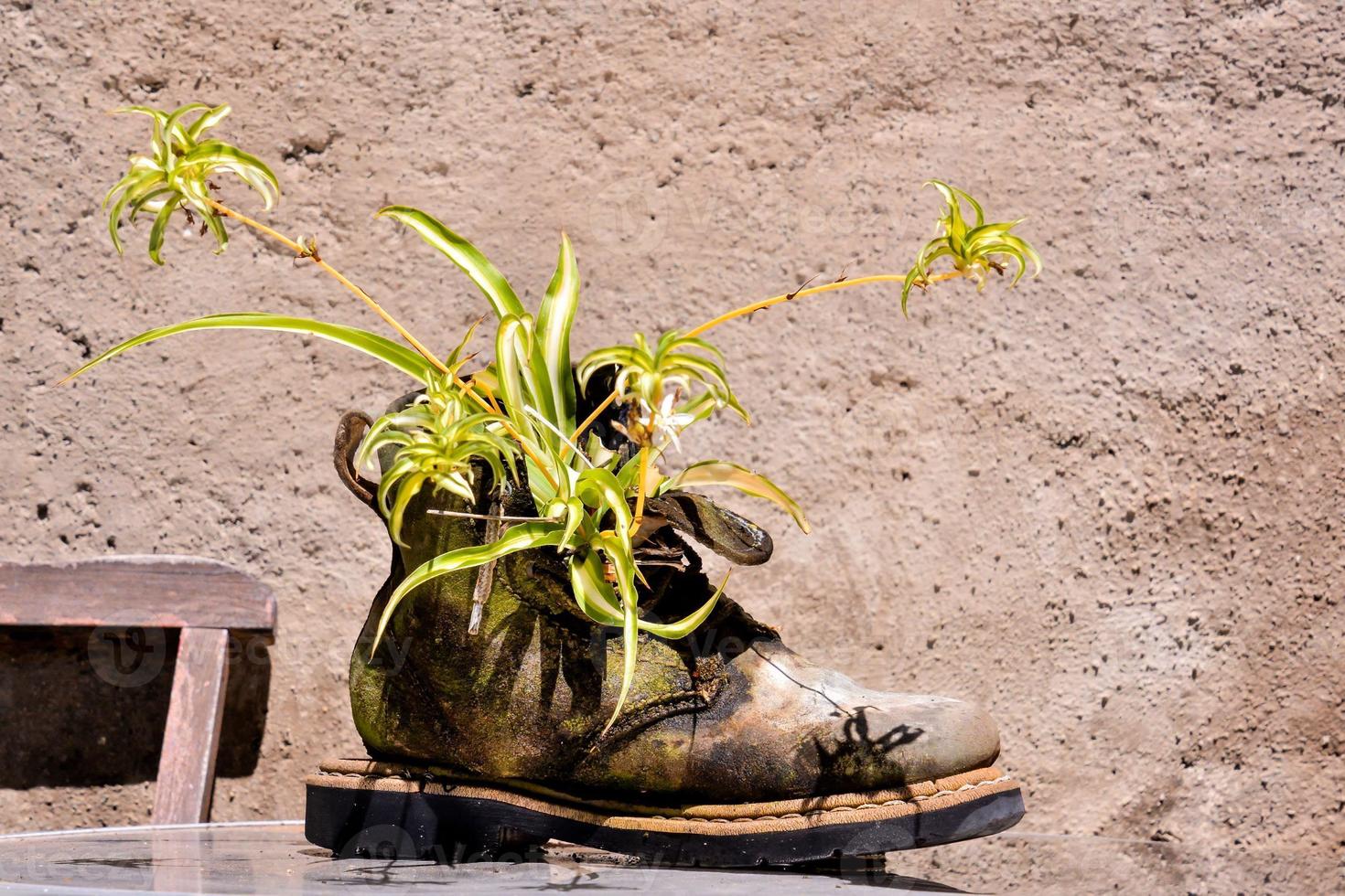 Planter for flora photo