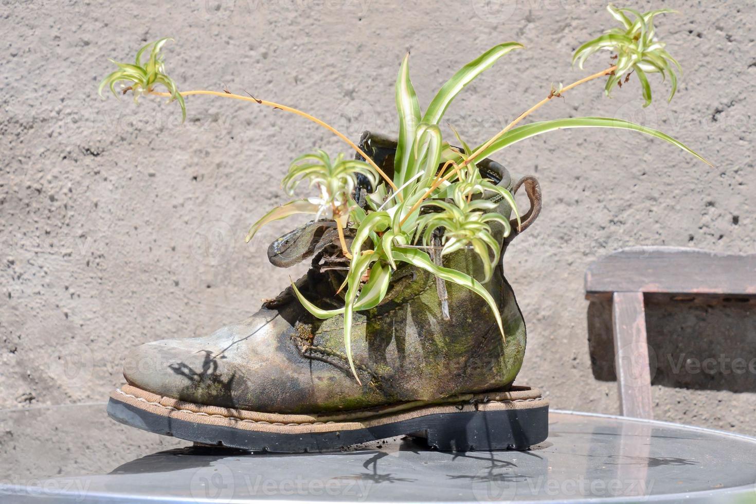 Planter for flora photo