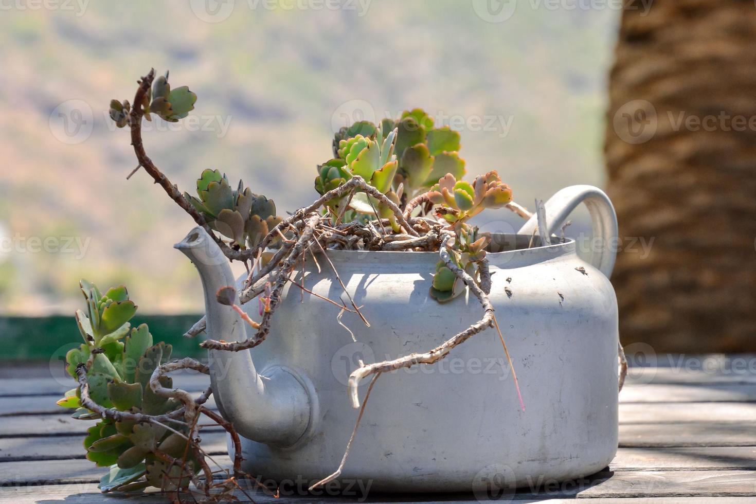 Planter for flora photo