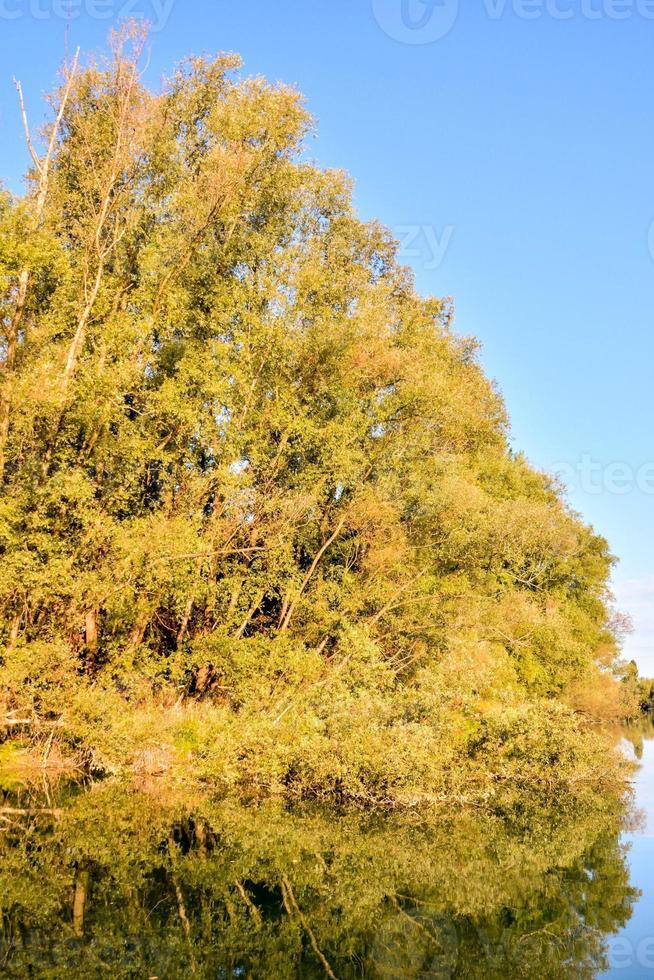 Trees on the river photo