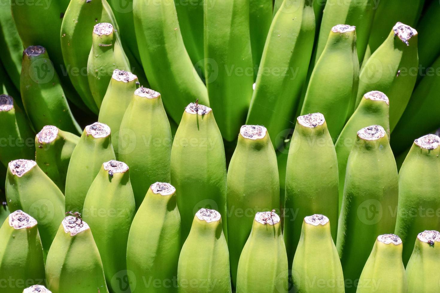 Growing green bananas photo