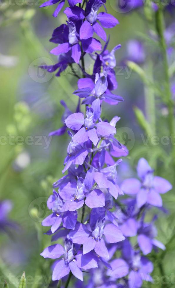 Purple Larkspur Flower Blossoms in a Garden photo