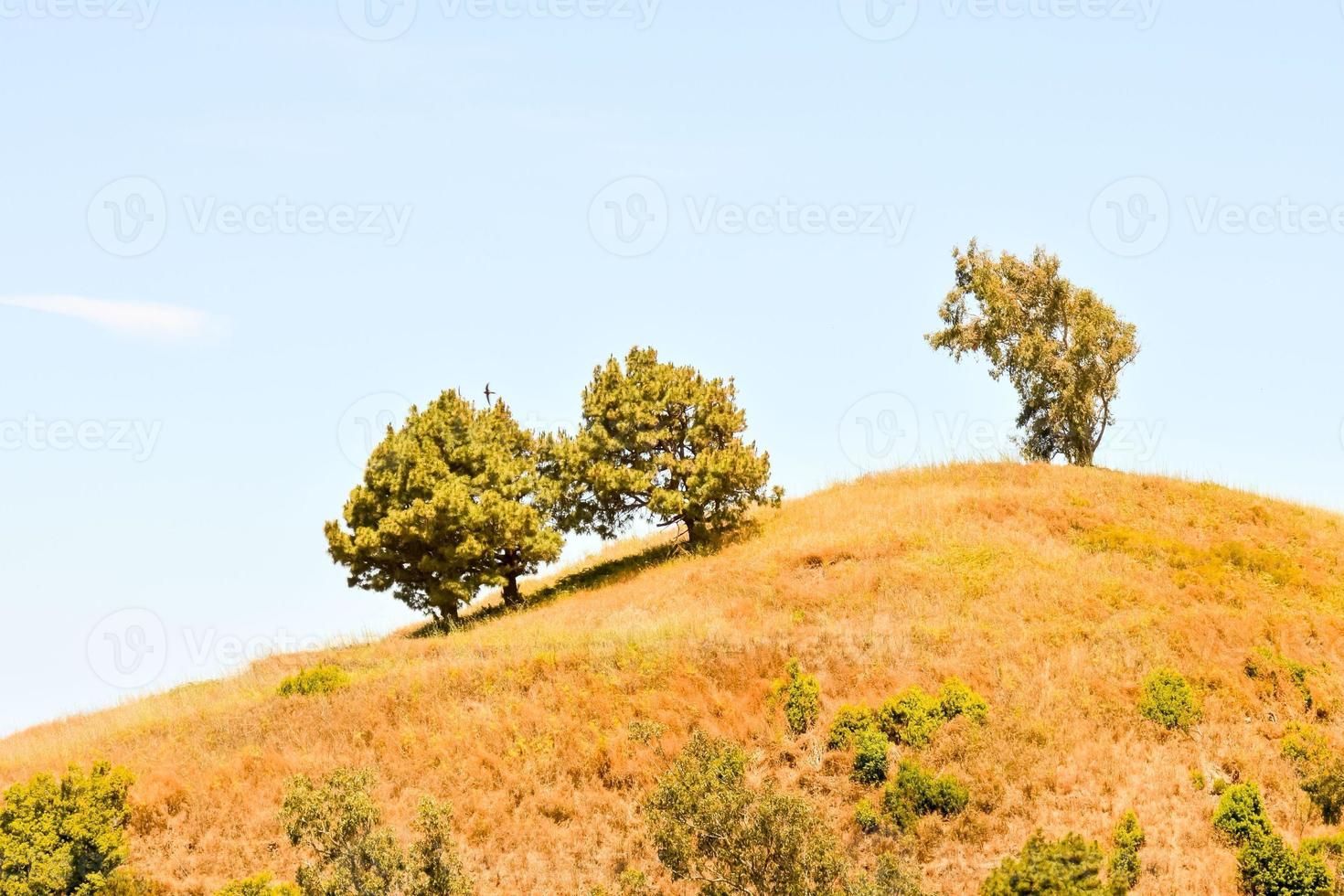 Trees on the hill photo