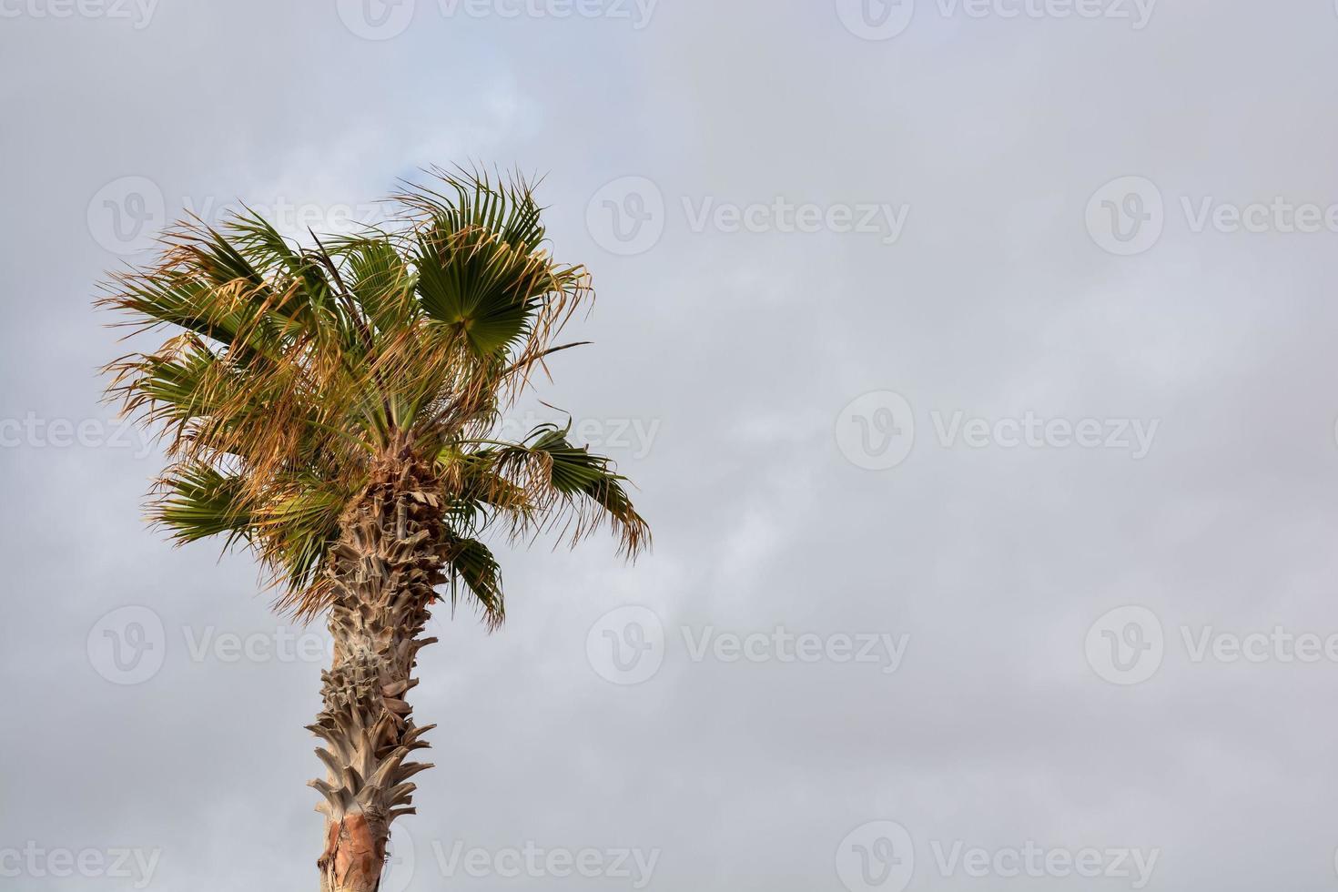 Tall palm trees photo