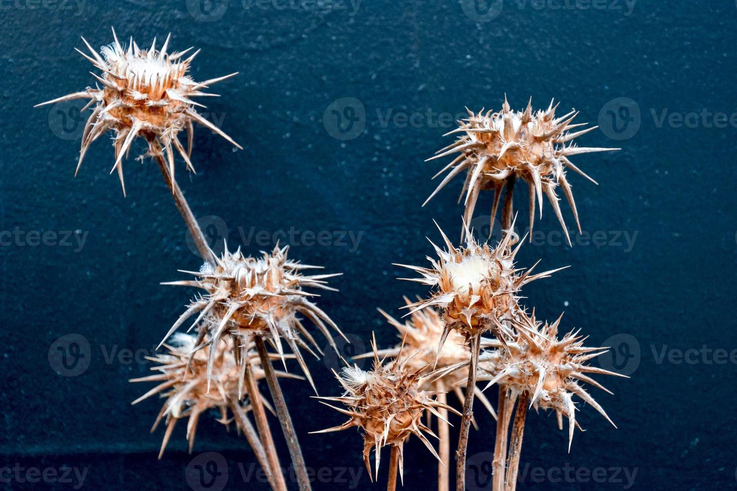 Spiky thistle plants photo