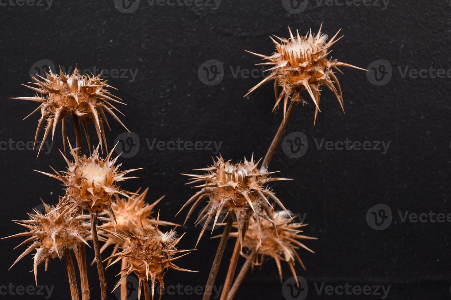Spiky thistle plant photo
