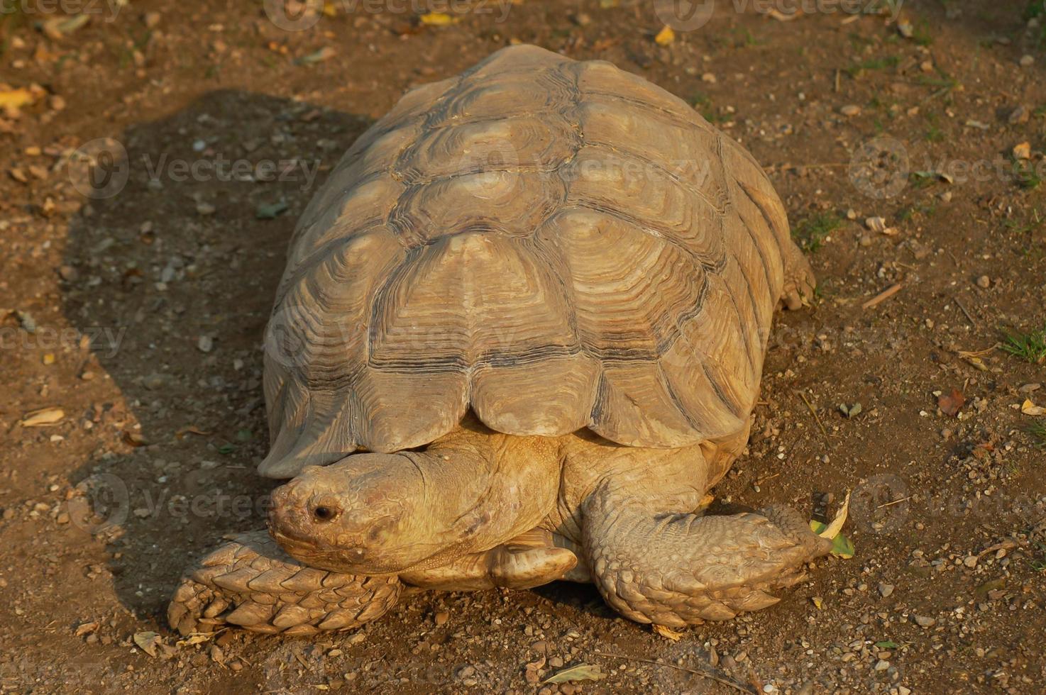 Turtle at the zoo photo