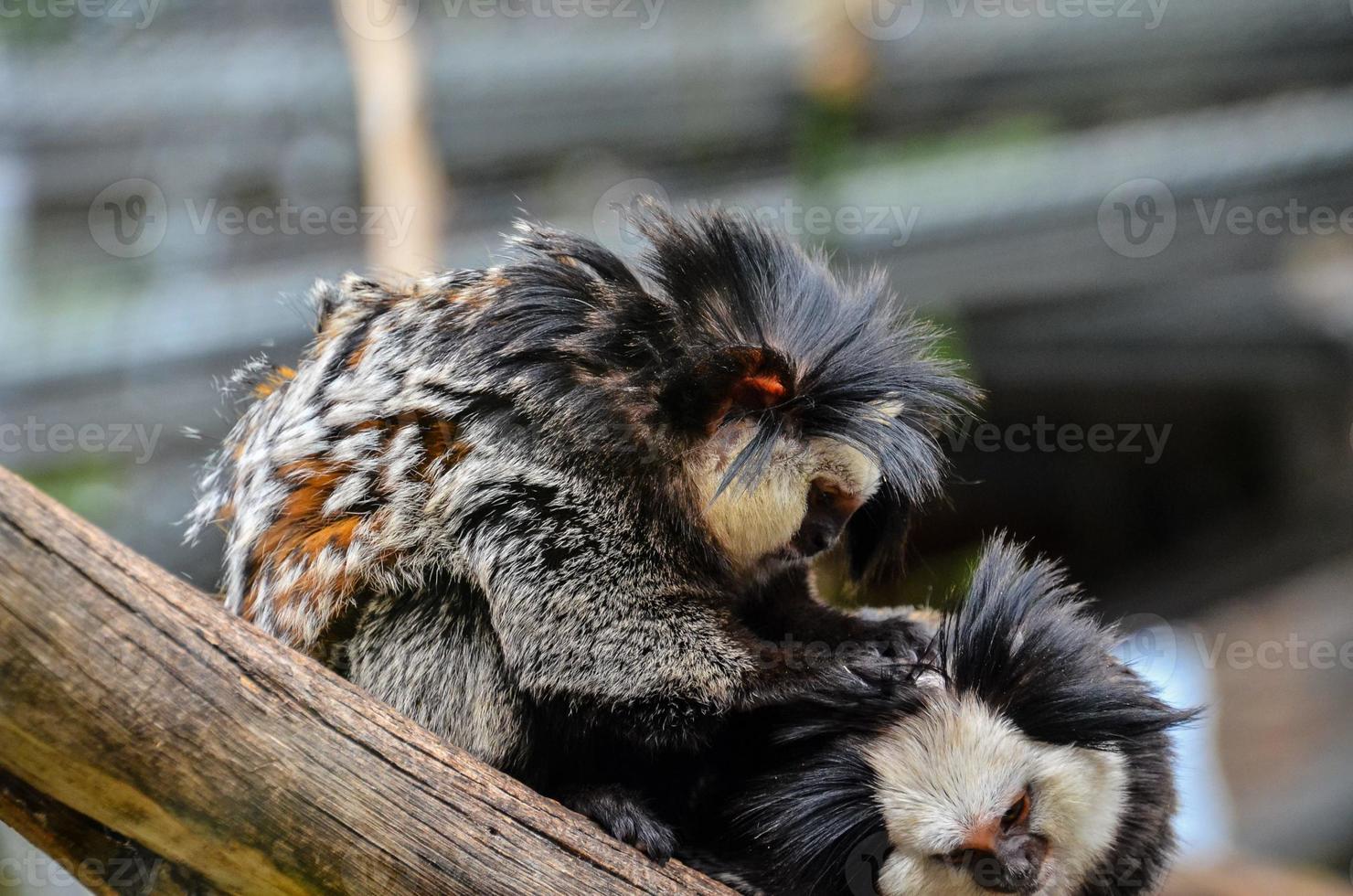 Monkeys at the zoo photo