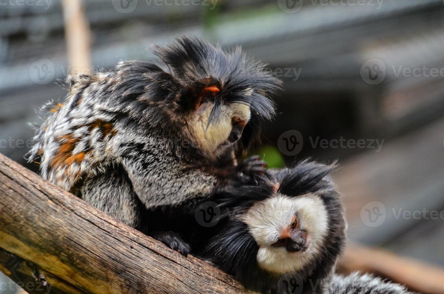 Monkeys at the zoo photo