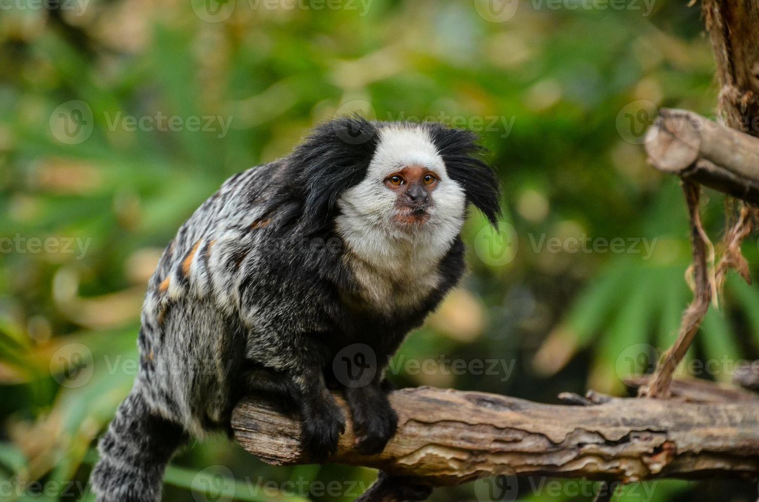 Monkeys at the zoo photo