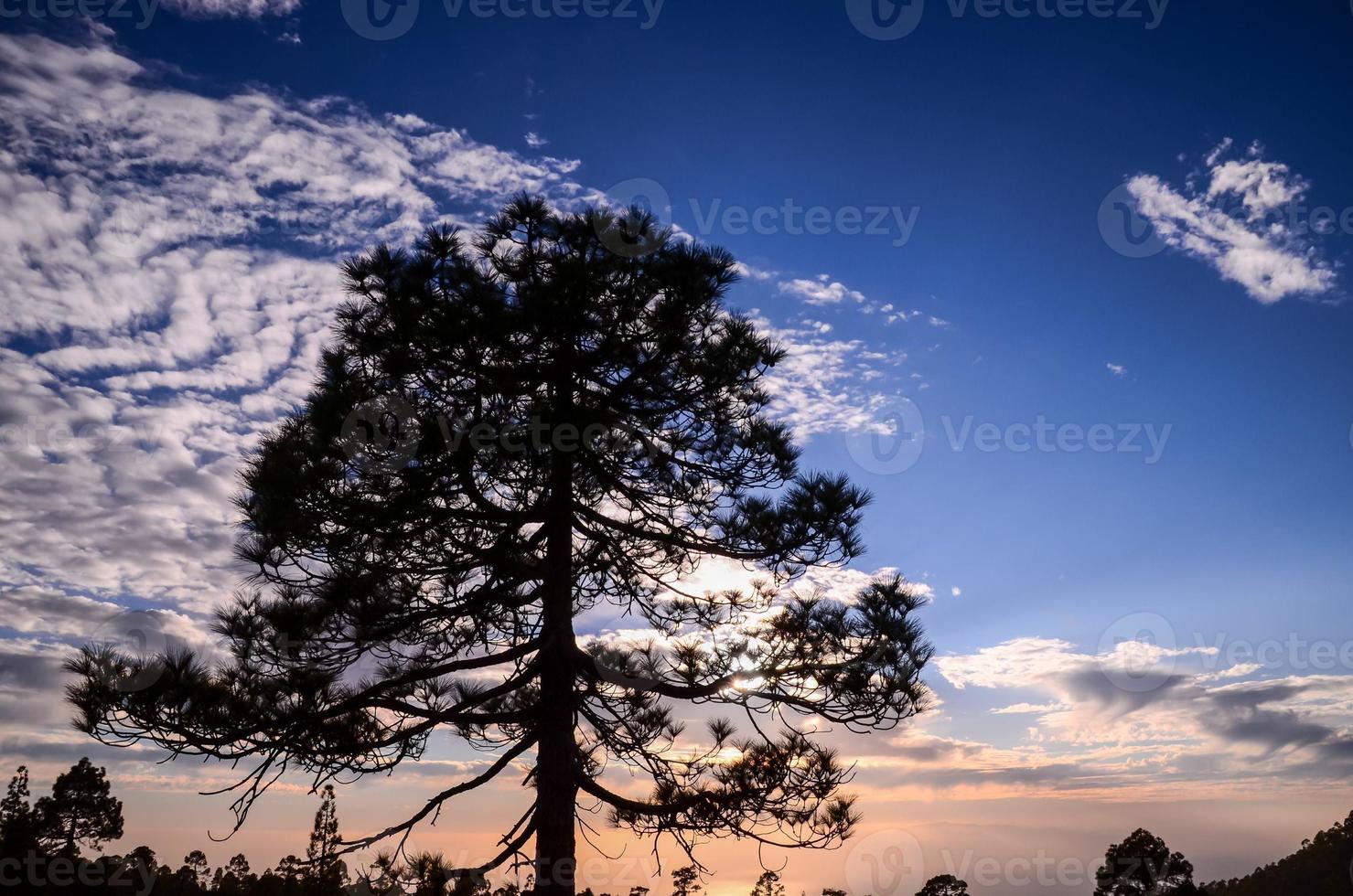 Tree at sunset photo