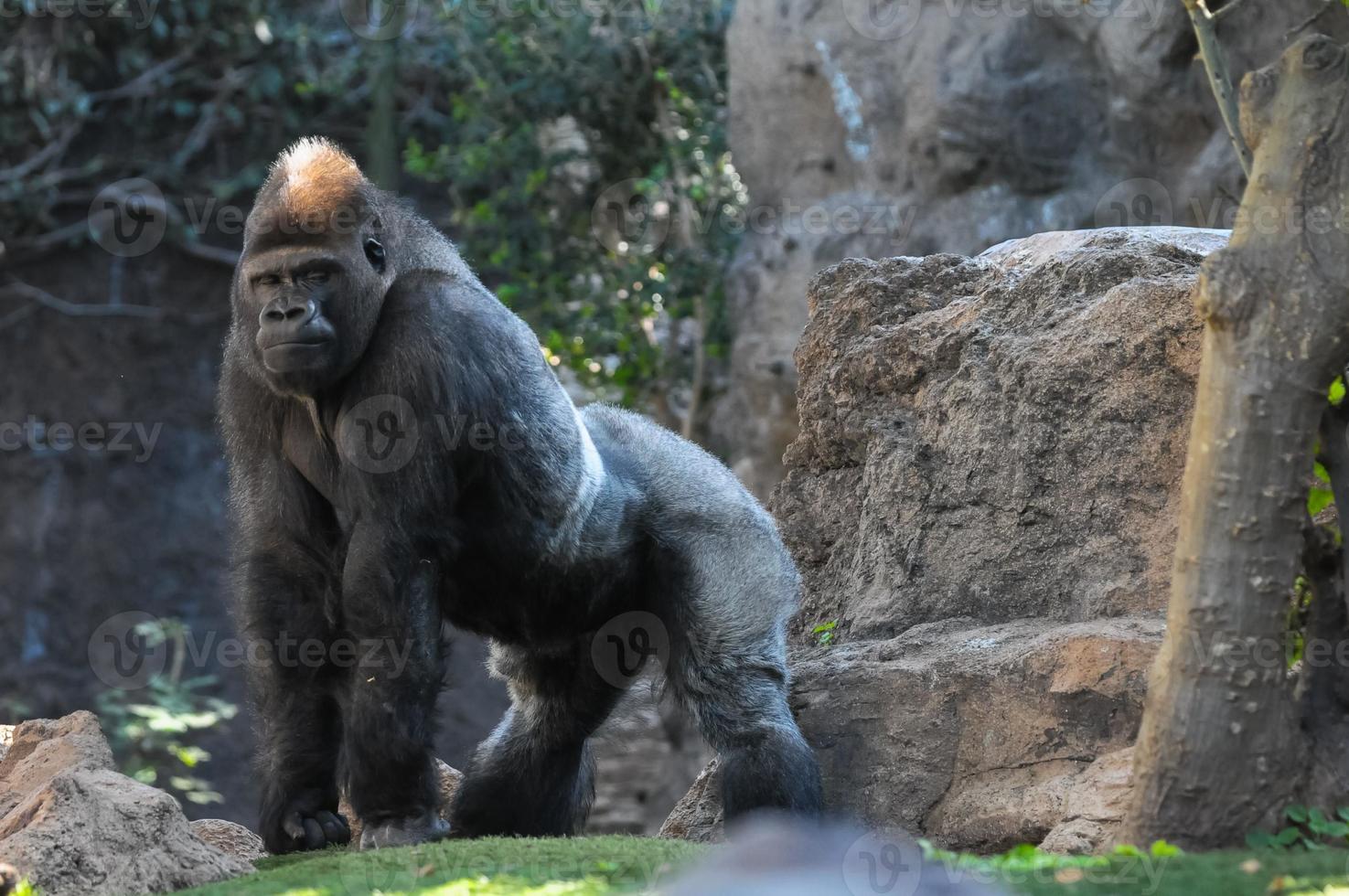 gorila a el zoo foto