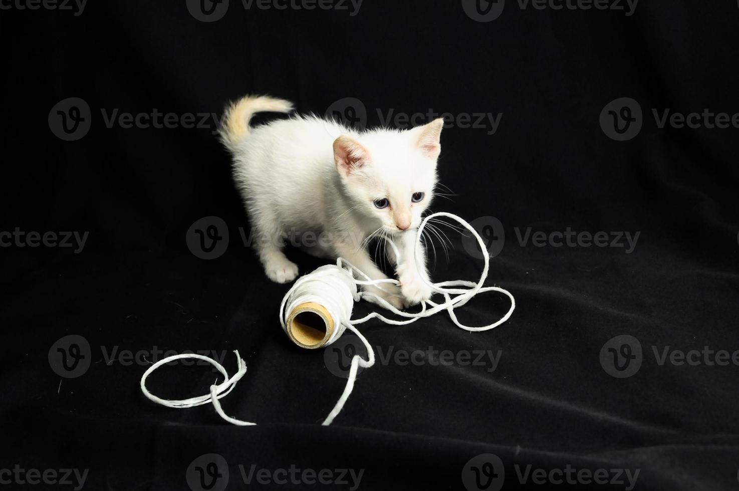 Kitten with yarn photo
