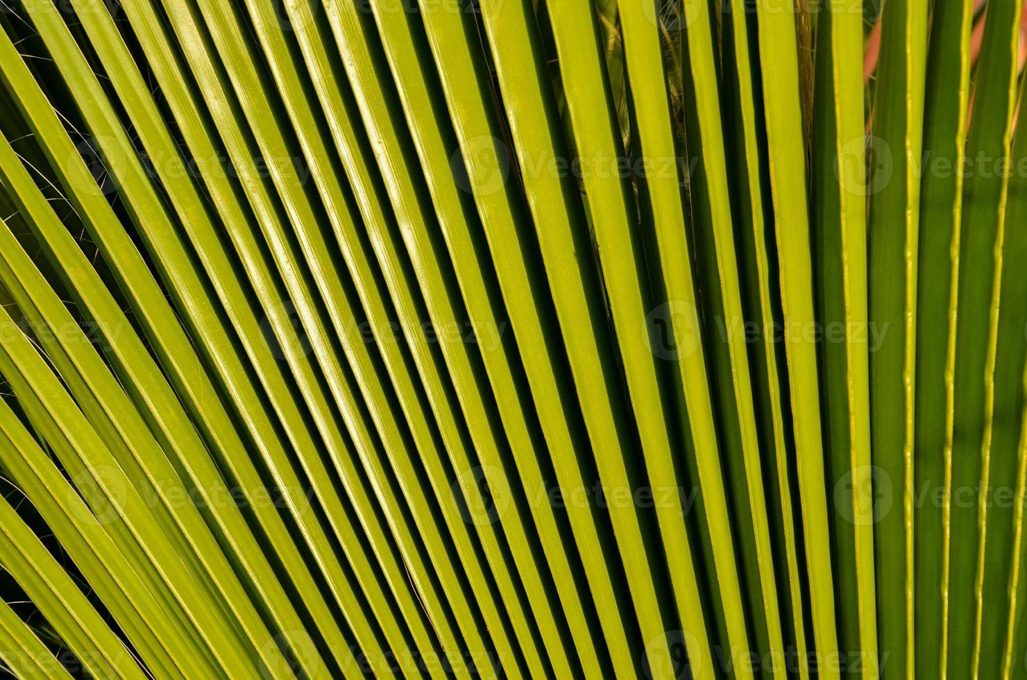 Green palm leaf photo