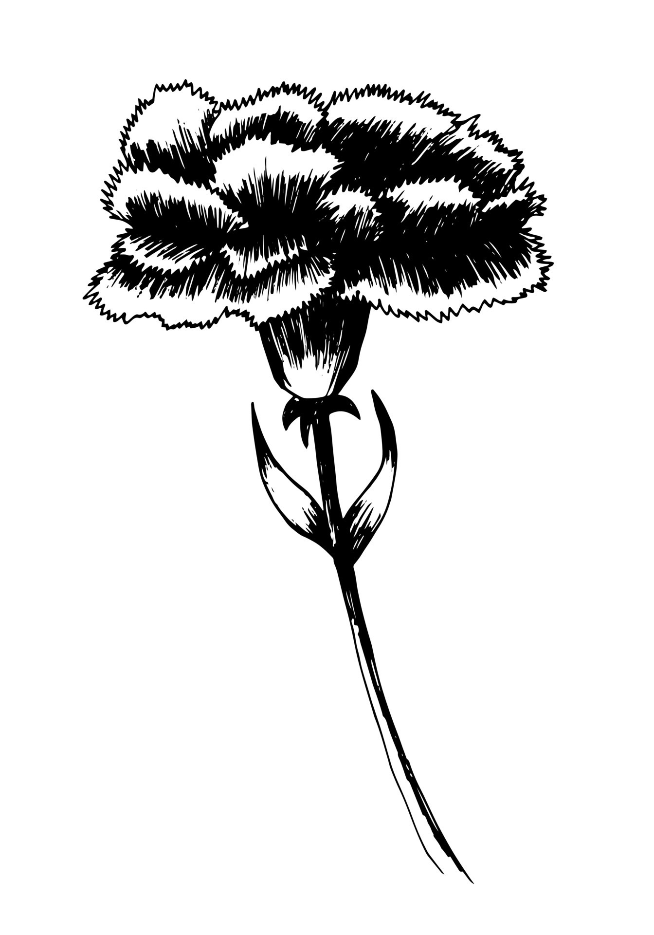 Carnation ink pen sketch. Hand drawn vector carnation flower sketch on