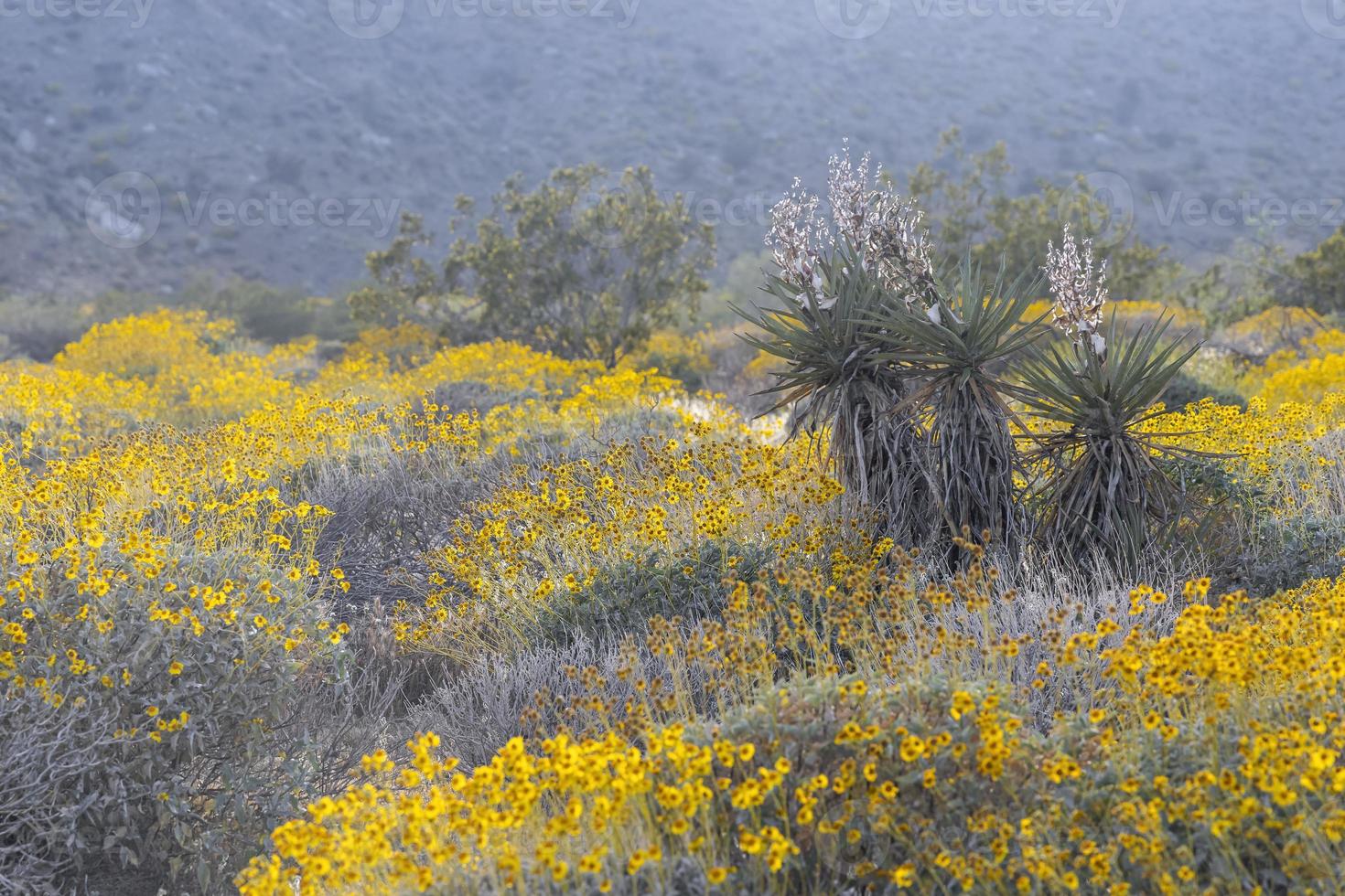 Yucca plants in the middle of wildflowers at Misson creek preserve in California. photo