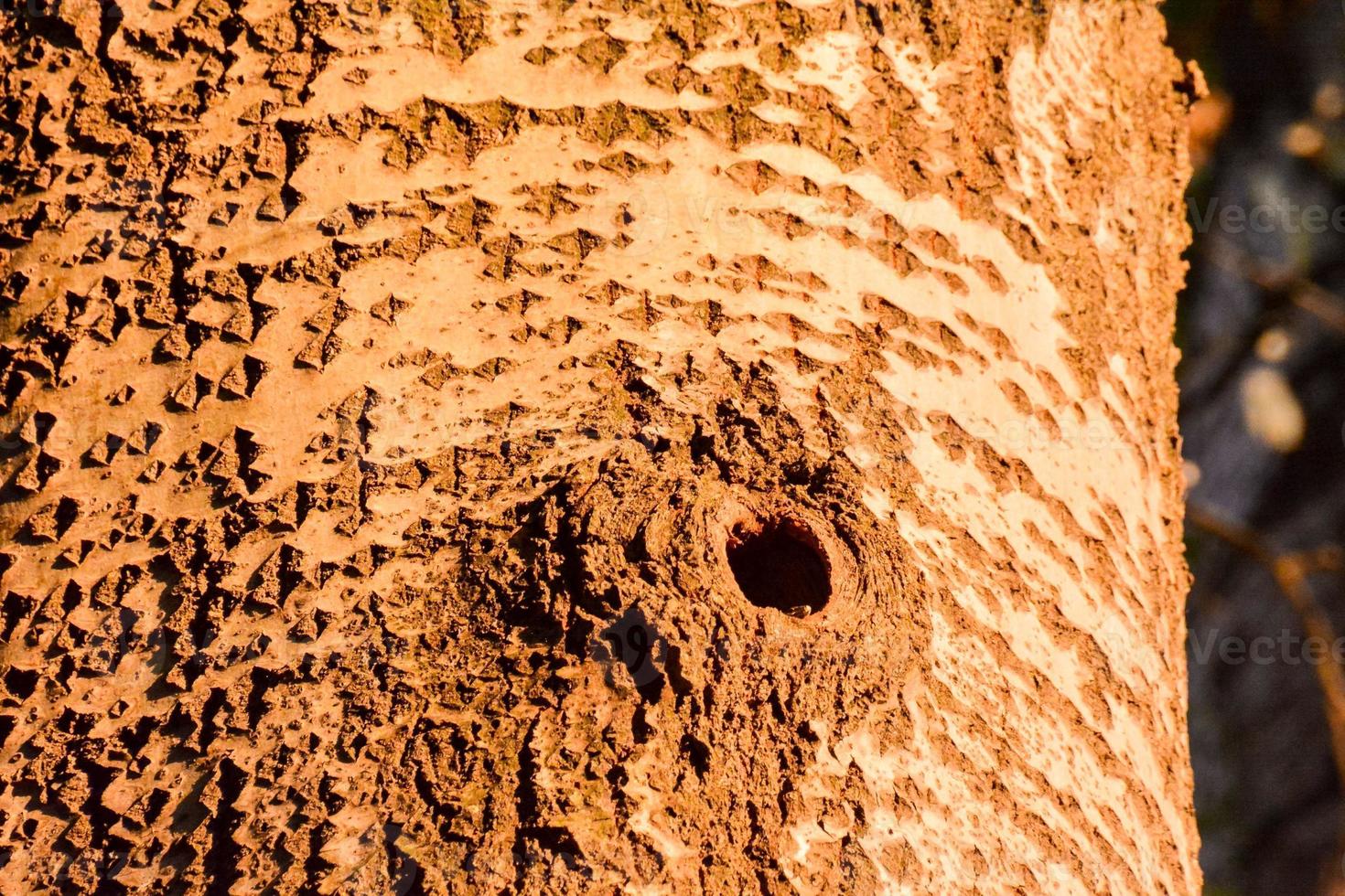 Tree close up photo