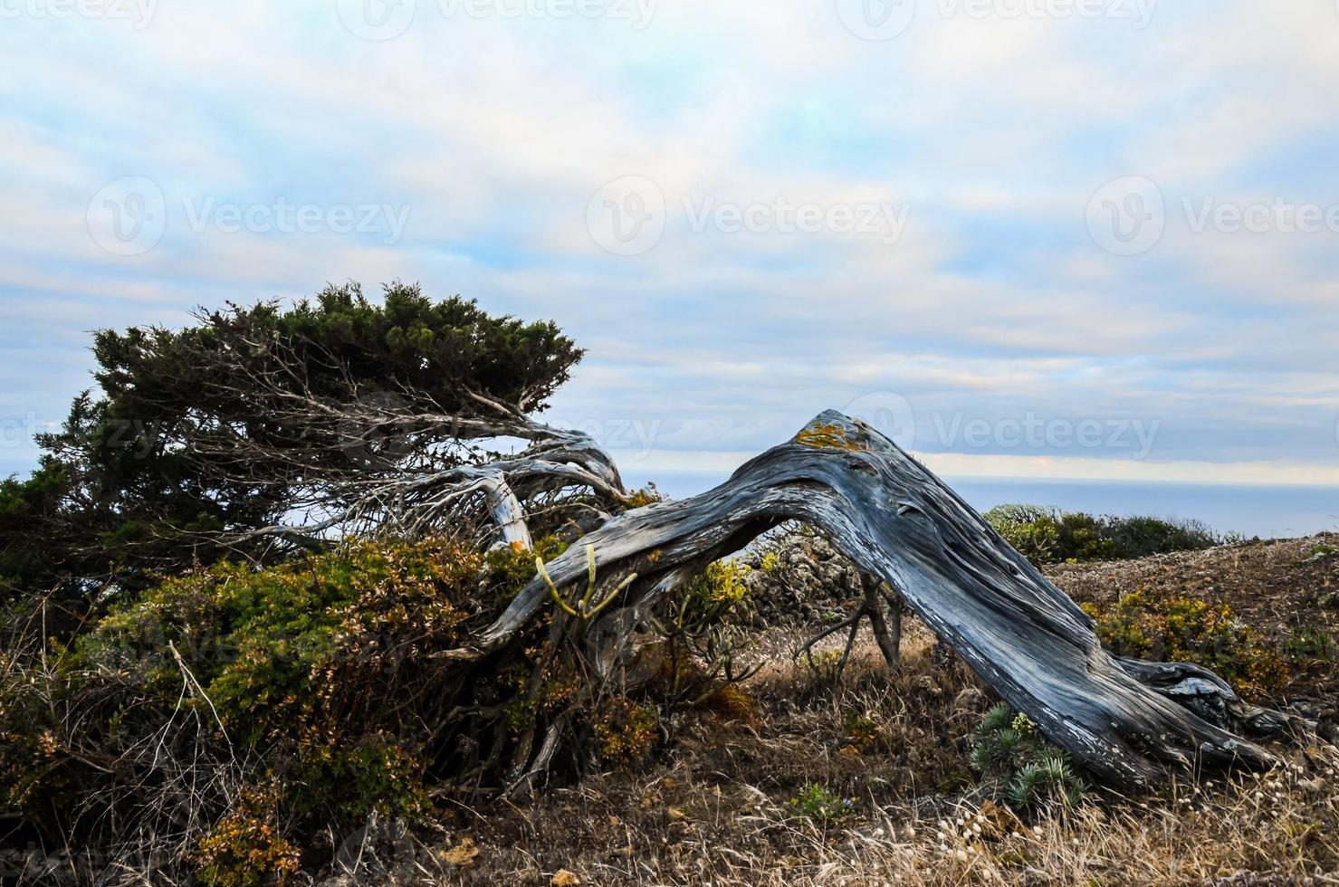 retorcido árbol maletero foto