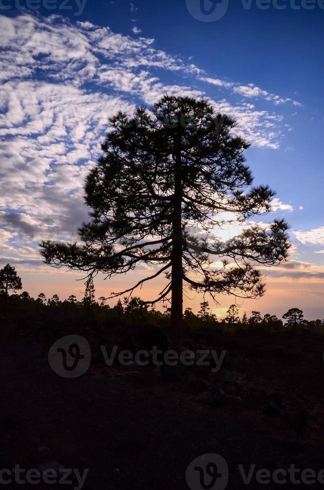 Sunset behind the tree photo