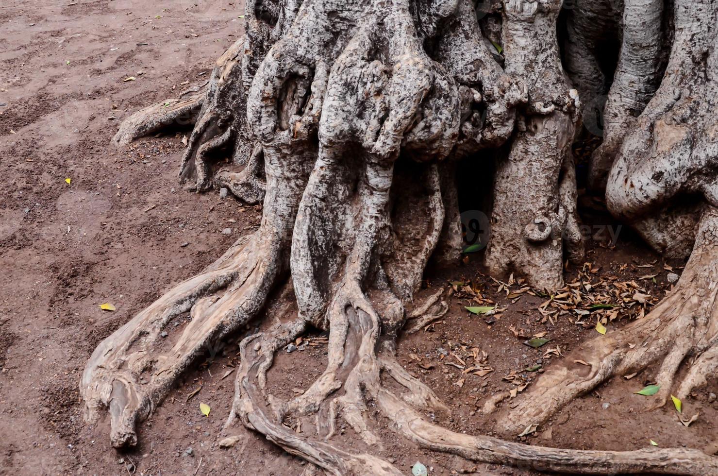 enredado árbol raíces foto