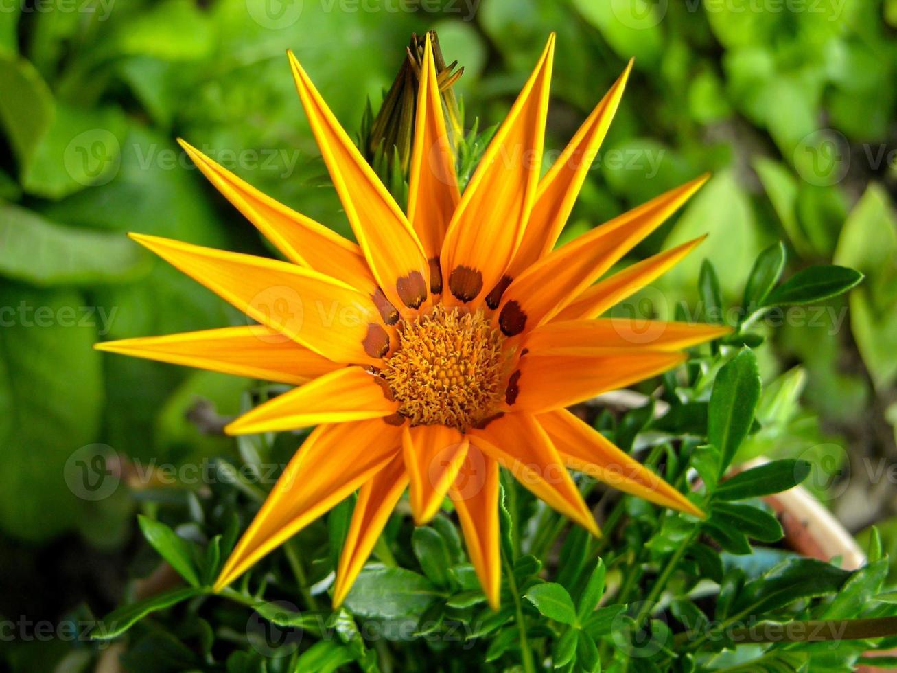 flor de gazania naranja foto